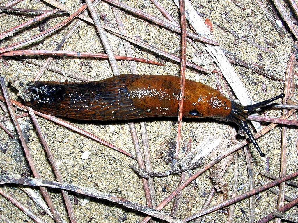 Arion vulgaris (Moquin-Tandon) da confermare